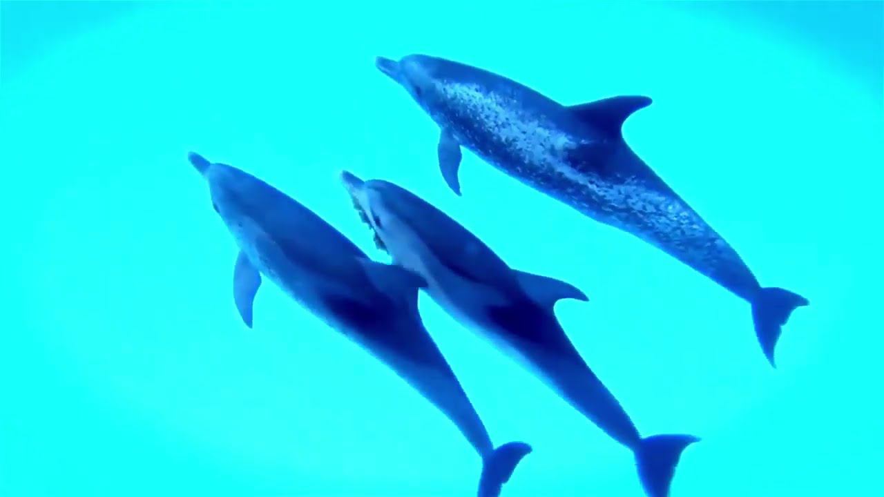 А дельфины добрые. смотреть онлайн