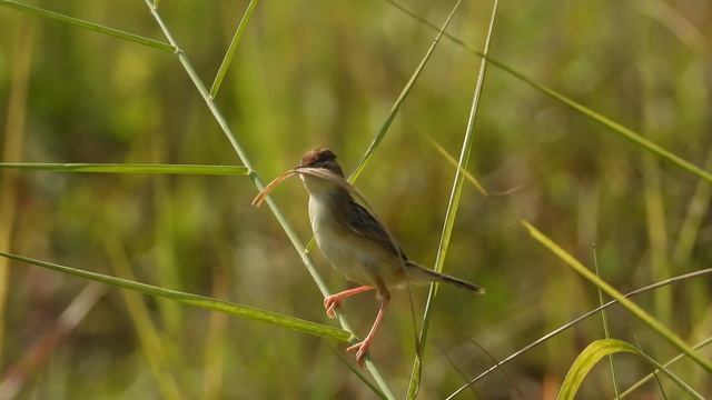 Zitting Cisticola | Bird Watching | Wildlife Photography | Singapore | Jurong Lake Gardens | Birds смотреть онлайн