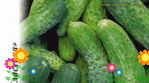 Огурец Новый Нежинский F1. Краткий обзор, описание характеристик, где купить семена cucumis sativus