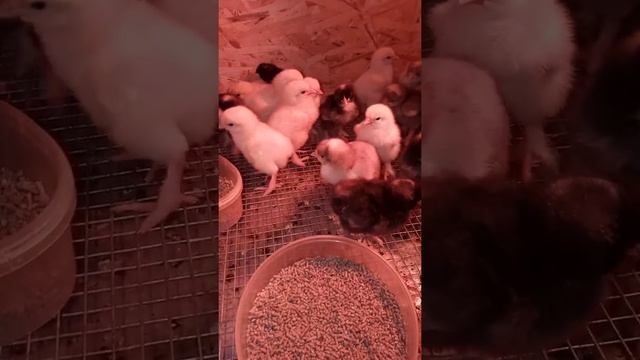 Цыплята.Новая порода кур.Мехеленская кукушка.Малин. смотреть онлайн