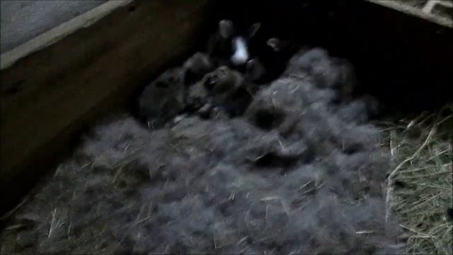 Маленькие КРОЛЬЧАТА и окролы в ЭКСТРЕМАЛЬНЫХ условиях. / Кролики - содержание, разведение, уход! смотреть онлайн