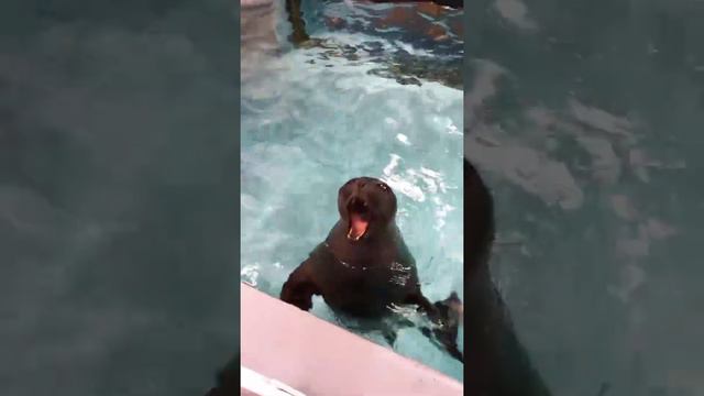 В преддверии года #moskvarium #moskvariumvet #seal #otter #москвариум #годтигра.mp4 смотреть онлайн