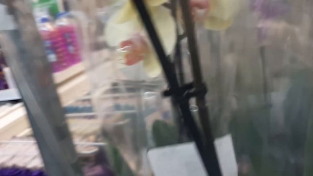 11.02.2023г. Орхидеи к празднику в Леруа Мерлен и Ленте. смотреть онлайн