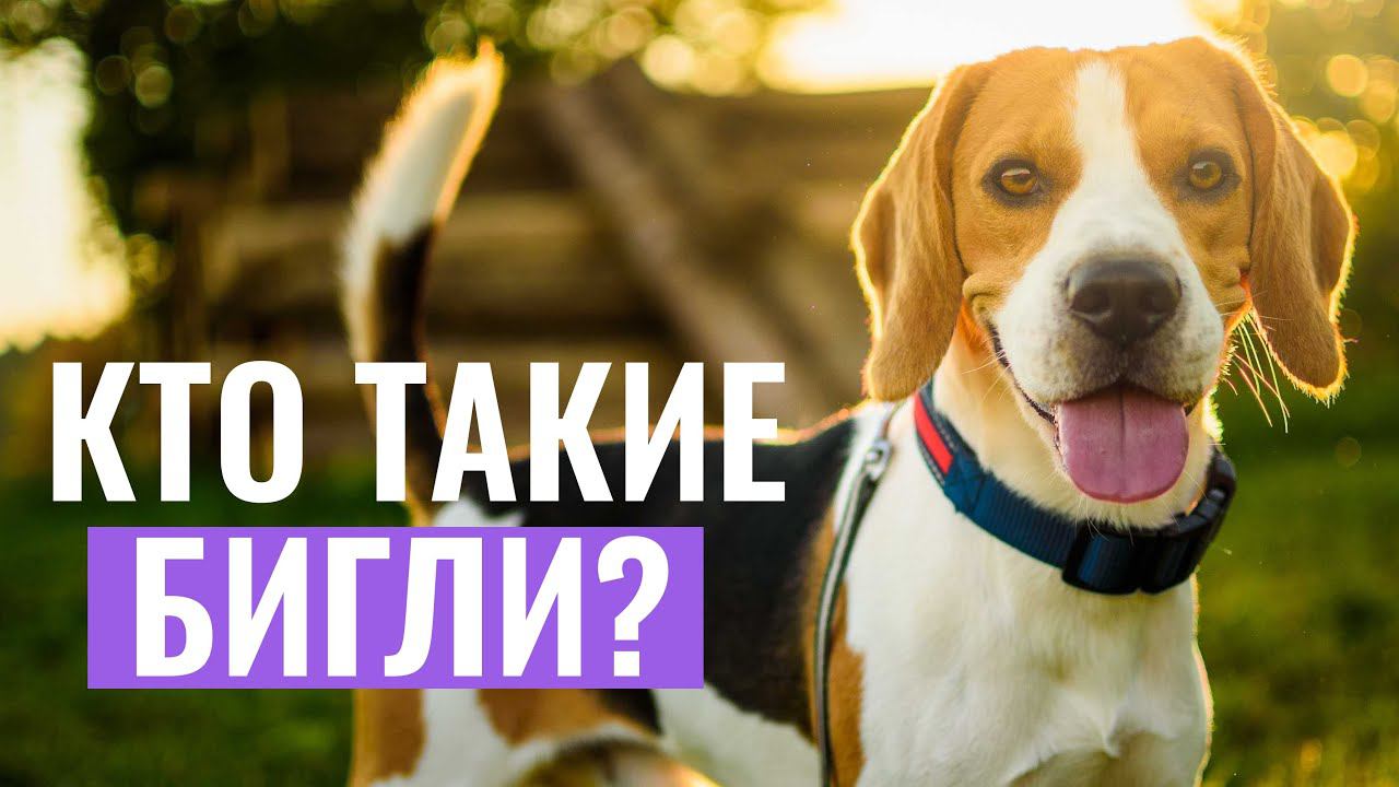 БИГЛЬ: Самый ЧЕСТНЫЙ ОБЗОР породы! Узнайте ВСЁ о преимуществах и недостатках биглей смотреть онлайн