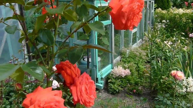 Цветение Салиты и небольшие летние дела с розами).Роза Оранжери. смотреть онлайн