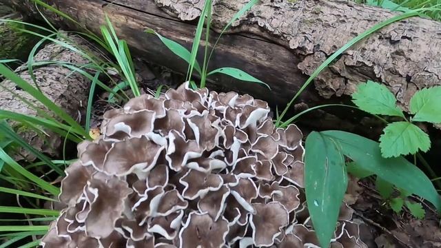 Гриб баран. Lamb mushroom смотреть онлайн