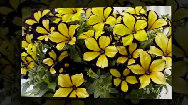 Ампельні рослини смотреть онлайн