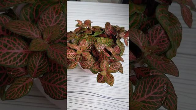 Fittonia Hypostes çiçeği bakımı , çoğaltılması ve sulaması смотреть онлайн