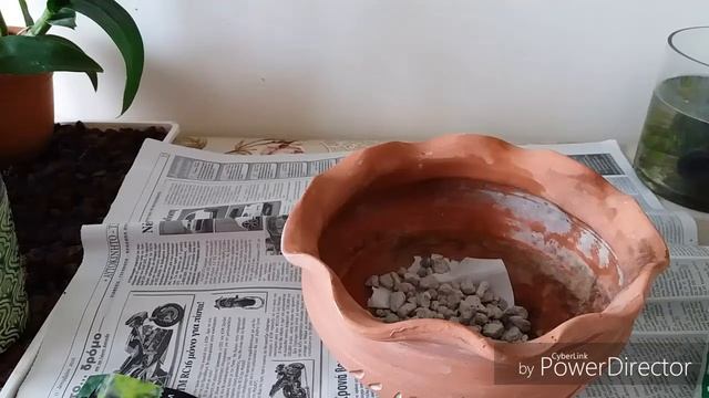 Аризема специозум(arisaema speciosum)посадка. смотреть онлайн