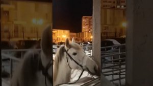 Не ждем принца на белом коне, поскольку к нам приходит белая лошадь