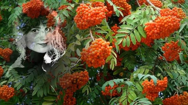 Рябина,рябина кого ты любила...Демидыч-Рябина. смотреть онлайн