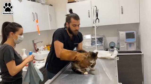 CANIMIZI ZOR KURTARDIK! ? Kedi Saldırısında Yeni Seviye: İstanbul! ? #inanoğlu #kedisaldırısı смотреть онлайн