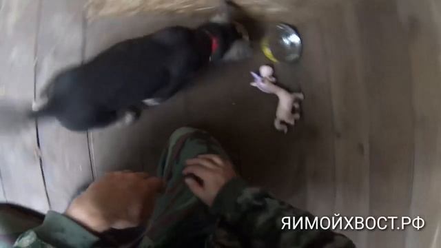 Выдержка при кормлении щенка 1, 5 месяца. смотреть онлайн