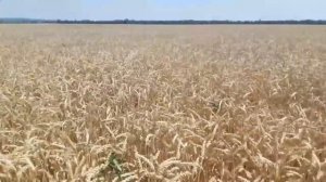 Аммиачная селитра или КАС-32, что выбрать для подкормки озимой пшеницы? Часть 2.