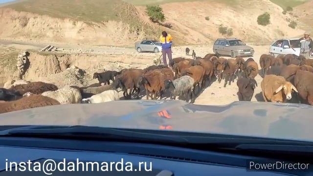 Гиссарские овцы и аборигенные САО Таджикистана на перегоне. Апрель 2021 смотреть онлайн