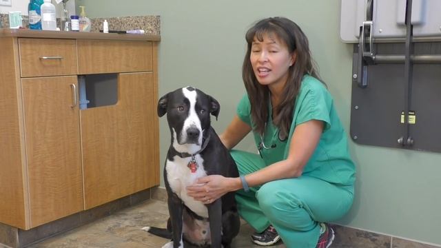 How to induce vomiting in your dog | Dr Justine Lee смотреть онлайн