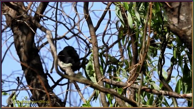 45~Bird Calls/Songs/Sounds~Grey Shrike-thrush~Australian Backyard Garden Birds Singing смотреть онлайн