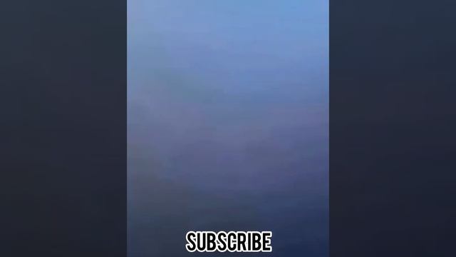 Смешные видео с животными, их нелепые моменты и весёлые ситуации смотреть онлайн