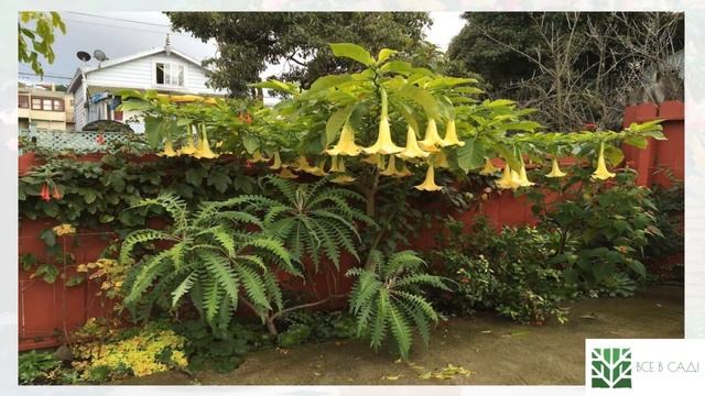 Неприхотливые высокорослые многолетники для ленивого сада смотреть онлайн