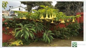 Неприхотливые высокорослые многолетники для ленивого сада