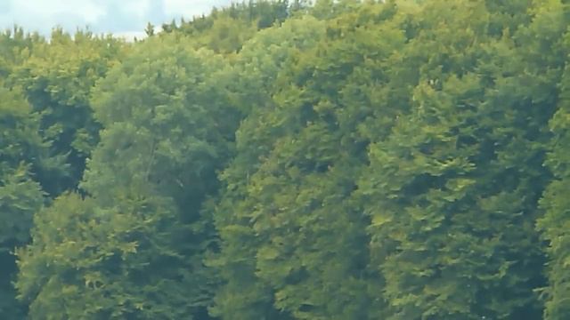 Another boring day at the office XXXXIV: Aquila pomarina flying into the forest смотреть онлайн