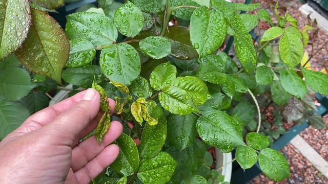 Розы после ливней… Мой сад 10 мая 2023 г🌹🌺🌸🌺🌹 смотреть онлайн