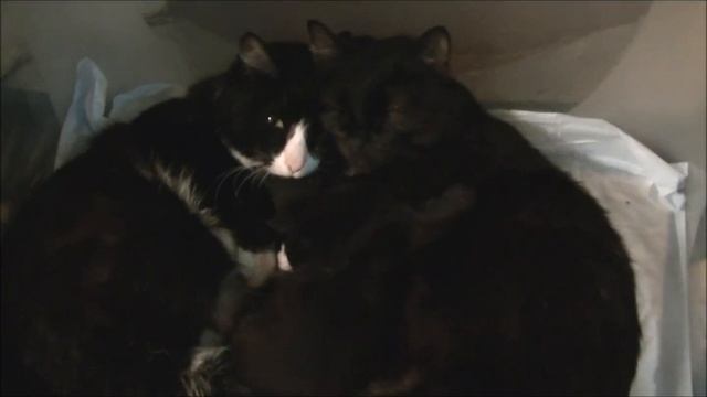 Интересное видео про кошек). Две мамы одного котенка