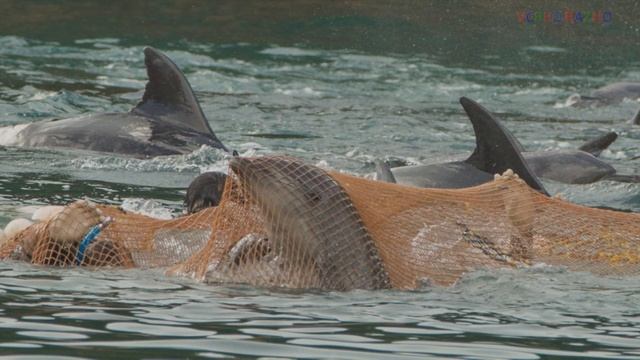 ДЕЛЬФИНЫ. ИНТЕРЕСНЫЕ ФАКТЫ/DOLPHINS. INTERESTING FACTS смотреть онлайн