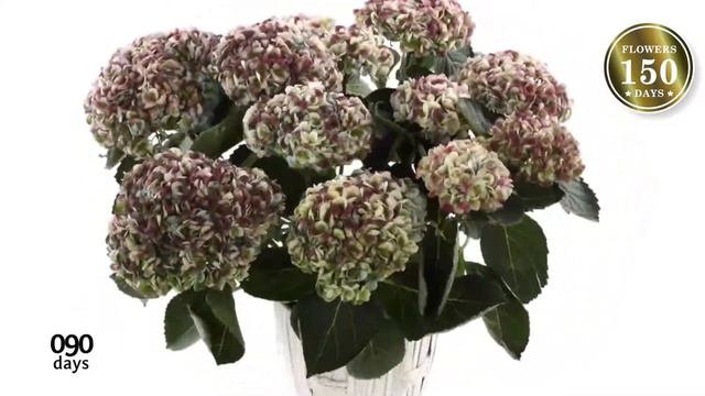 Colourchanging Hydrangea: Magical смотреть онлайн