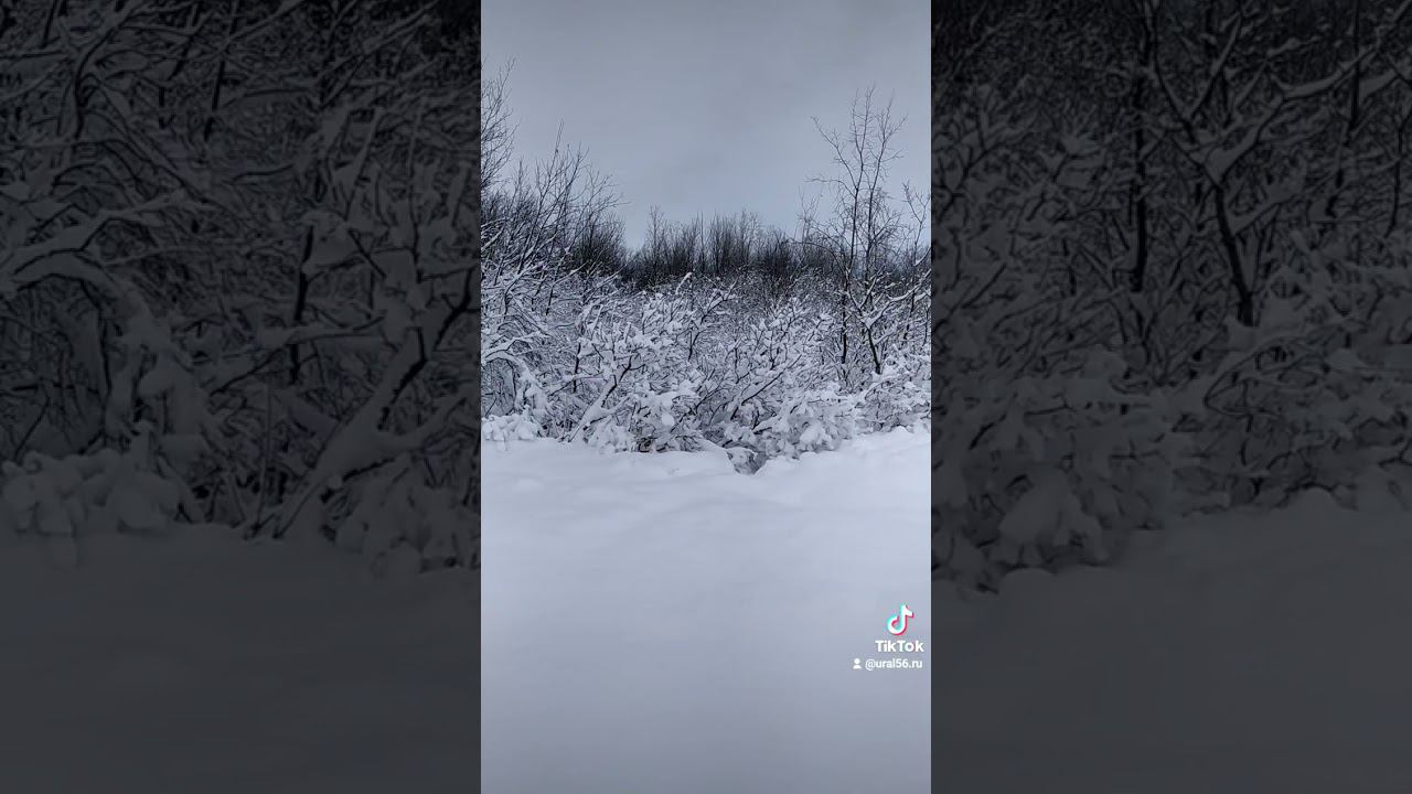 Зимний лес смотреть онлайн