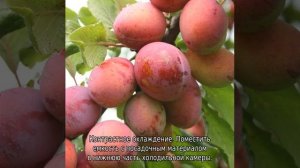 Как вырастить сливу из косточки