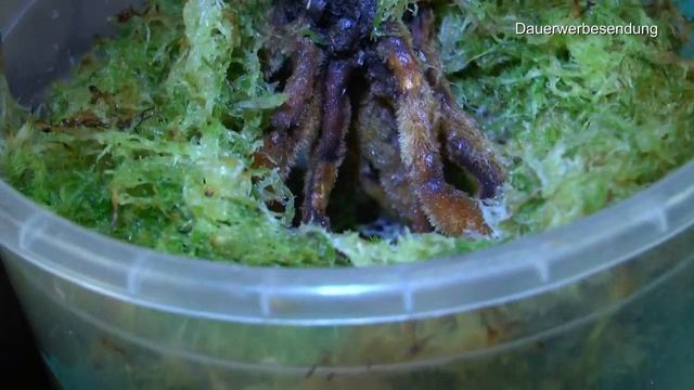 Philodendron Verrucosum, Peperomia Variegata, Frauenschuh Orchidee, Paprika Und Chili Update