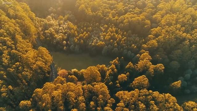 Расслабляющая Музыка с Пением птиц - Красивая Фортепианная  и Гитарная Музыка для успокоения