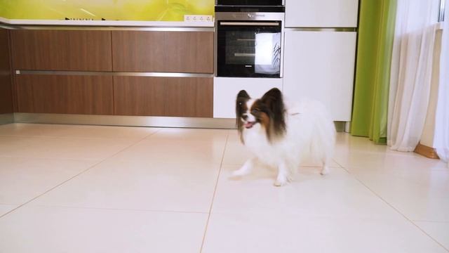 ЗА НОС ВОДИТ... Веселый ЮКИ и ПОСЛОВИЦЫ