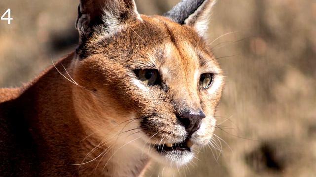Top 10 Caracal Sounds