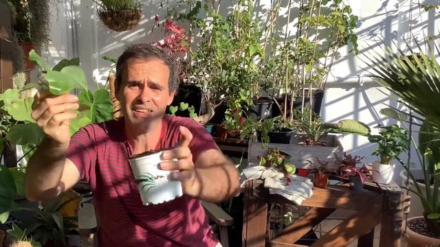 Actualizaciones y plantas nuevasun jardín en el ático CAP 74