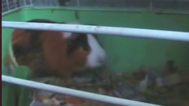 Две морские свинки поссорились из-за домика смотреть онлайн