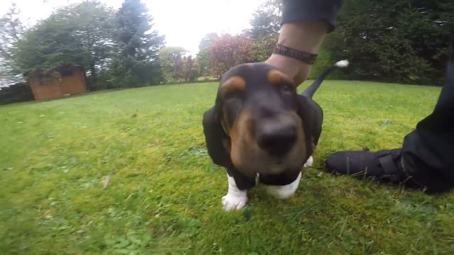 Elvis (Basset Hound) 17 Oktober 2016 смотреть онлайн