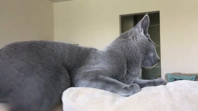 Русские голубые котята. Питомник Русских Голубых котят Ruzara смотреть онлайн