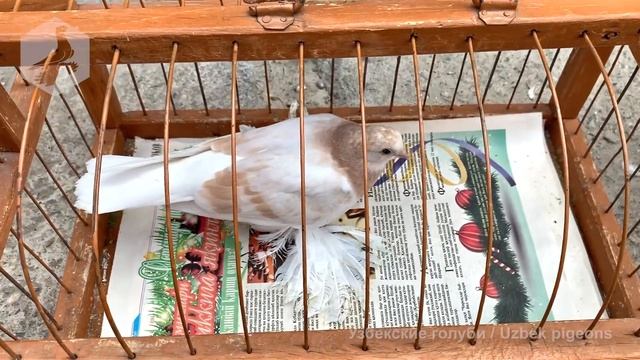 Птичий рынок г. Ташкент - ГОЛУБИ (14.08.2021) / Uzbek Pigeons смотреть онлайн