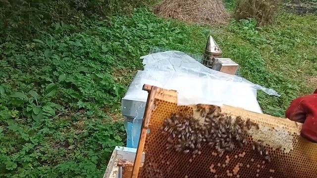 Дачная пасека #33 Осенние проблемы гибели пчел осыпается вторая семья смотреть онлайн