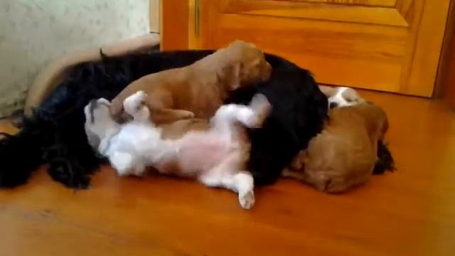 Щенки кокер спаниеля (1 месяц) - 2 смотреть онлайн