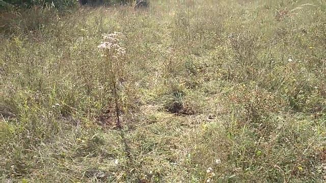 Как избавится от гнезда диких ос. Химический метод борьбы с осами. смотреть онлайн