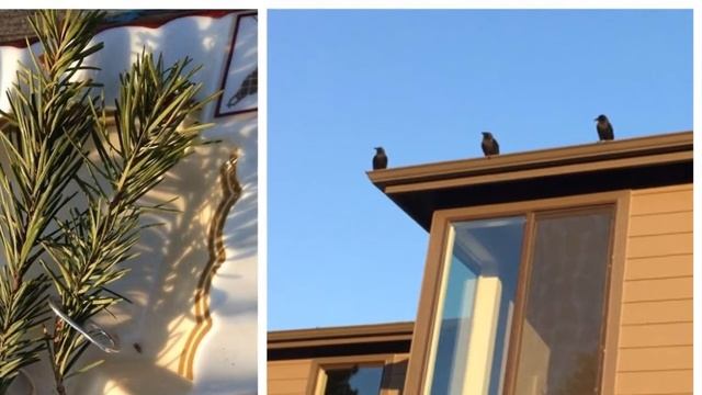 Четыре года мужчина кормил воронью семью, и однажды птицы сделали ему необычный подарок смотреть онлайн