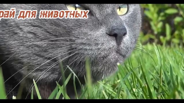 Дикие животные. Звуки животных: львы, тигры, Медведы, змеи, обезьяны, птицы, слоны - часть 22 смотреть онлайн