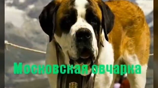 Топ 10самых сильных собак смотреть онлайн