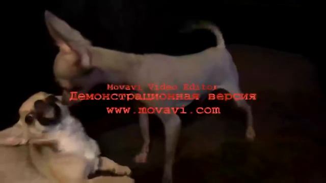 Брачные танцы;) смотреть онлайн