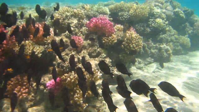 School of Tangs on a coral reef смотреть онлайн