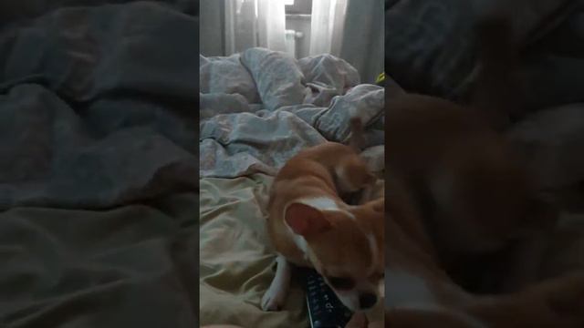 Песня Потому что я Бэтмен с Моней смотреть онлайн