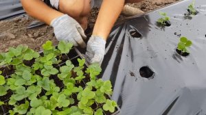 Как высадить кассетную рассаду. Клубника АЗИЯ.